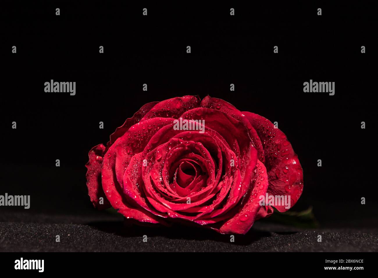 rosa rossa con gocce d'acqua, primo piano foto Foto Stock