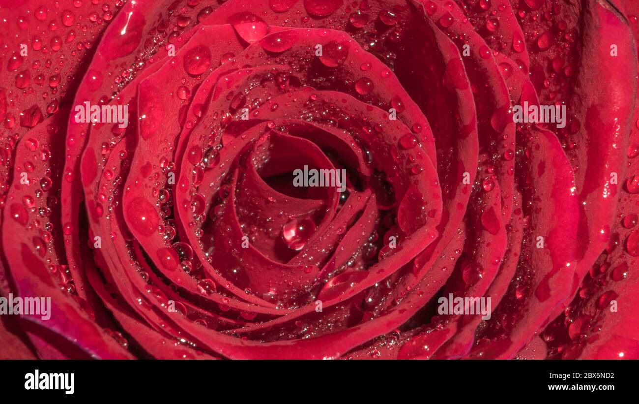 rosa rossa con gocce d'acqua, primo piano foto Foto Stock