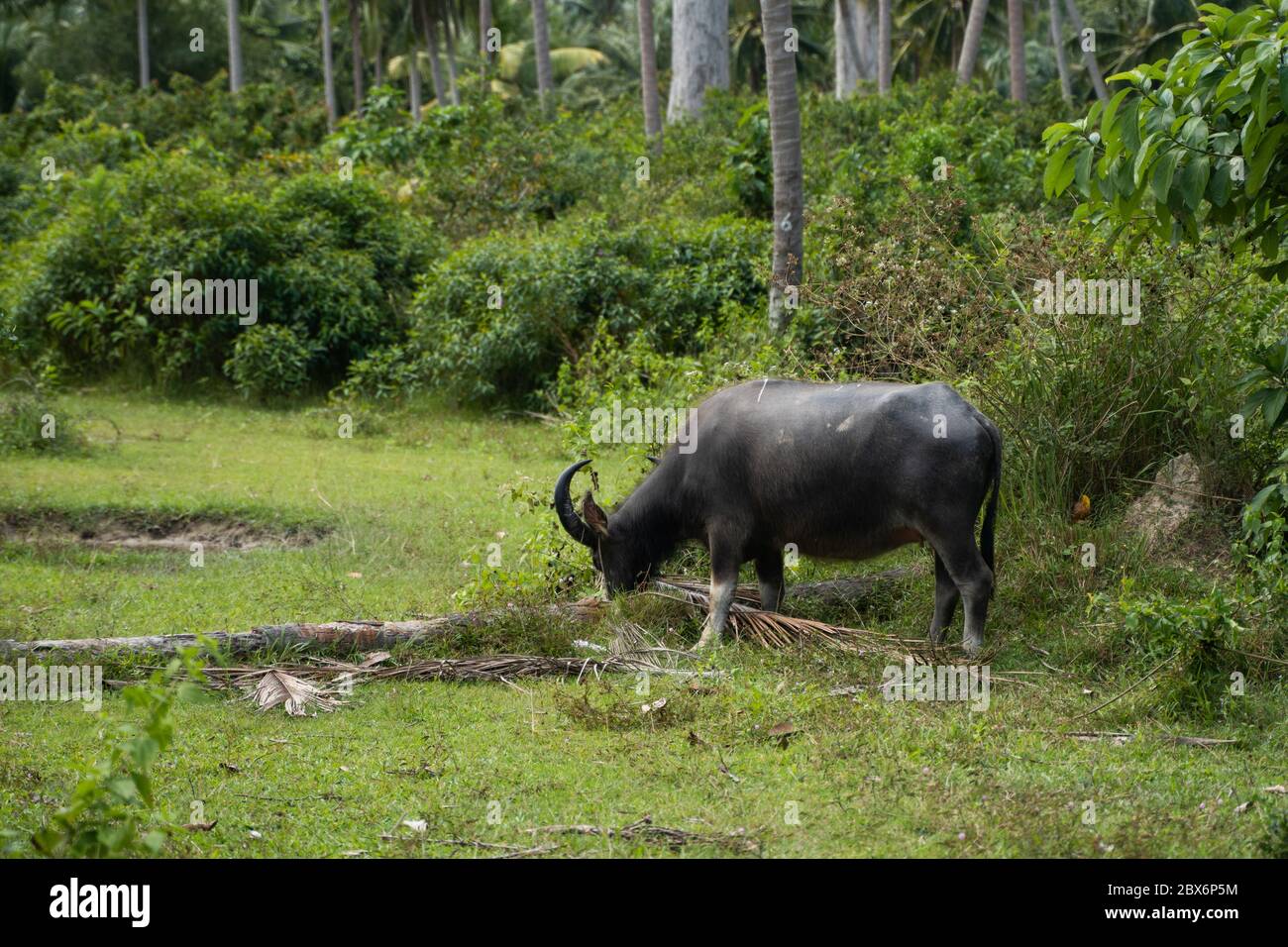 Un bufalo con grandi corna pende sul prato in una verde giungla tropicale. Foto Stock