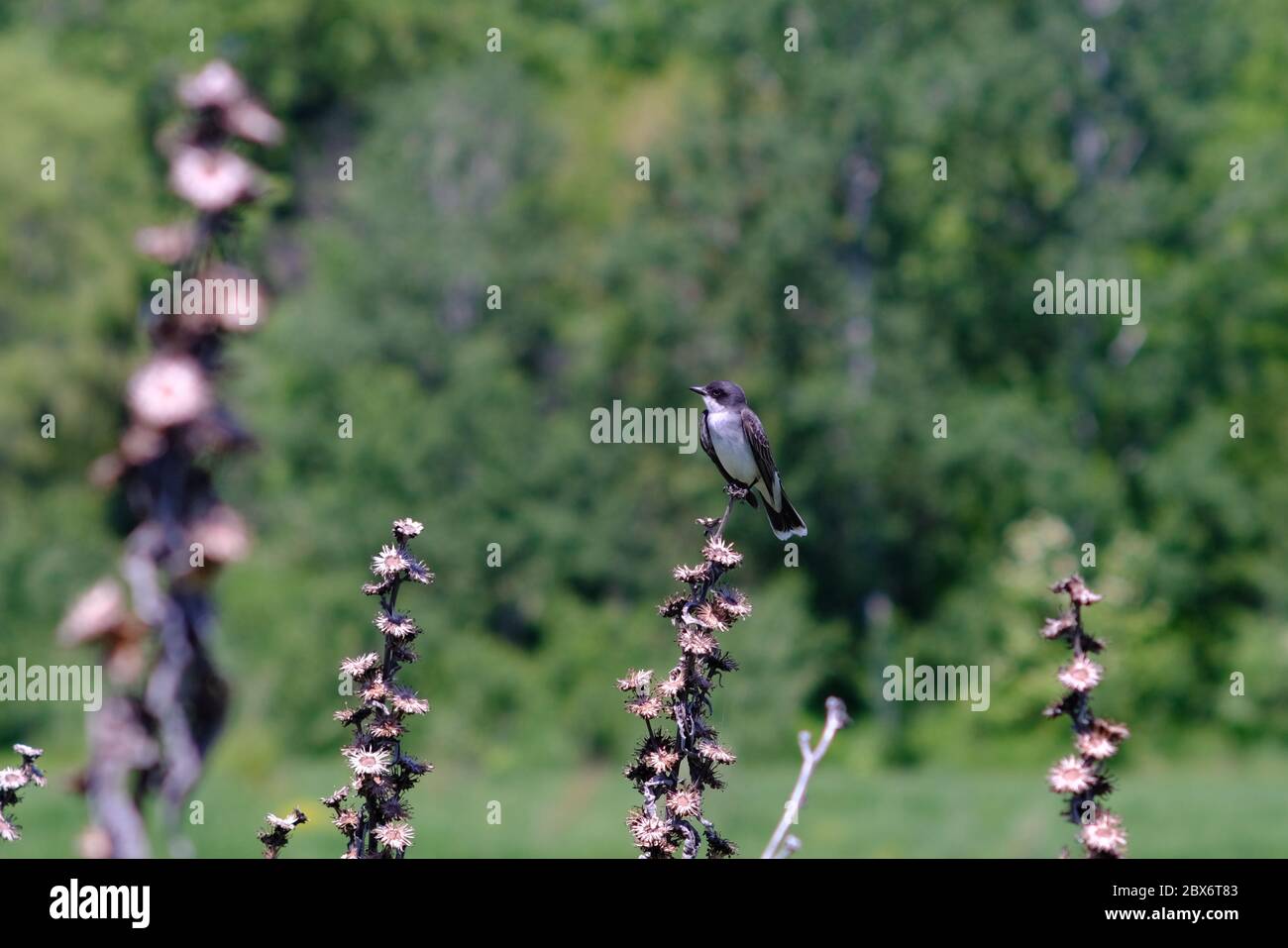 Kingbird orientale (Tyrannus tyrannus) arroccato su un'erba alta da uno stagno a Ottawa, Ontario, Canada. Foto Stock