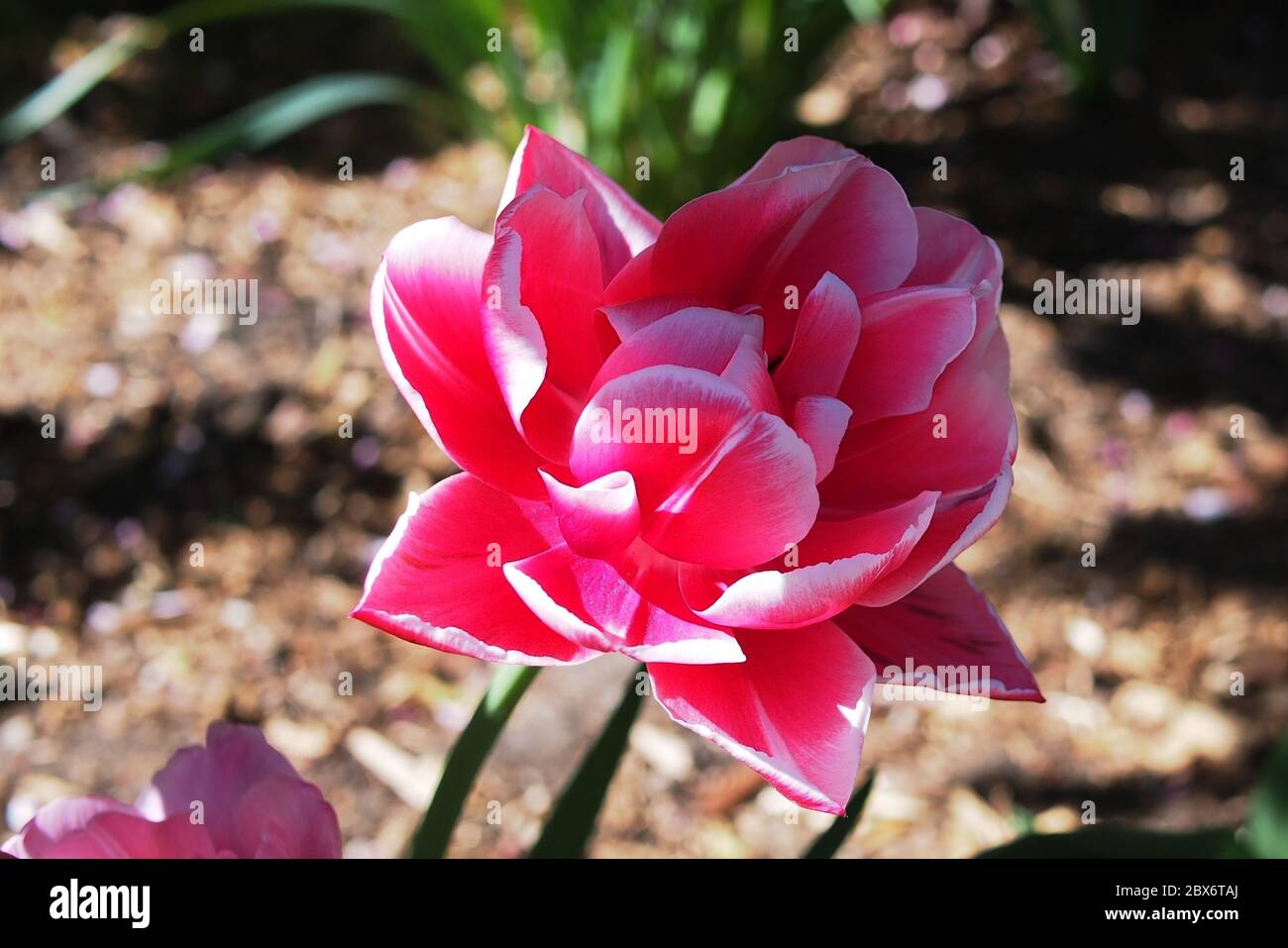 Splendido tulipano doppio rosa e bianco (Tulipa 'Foxtrot') in un giardino Glebe a fine primavera, Ottawa, Ontario, Canada. Foto Stock