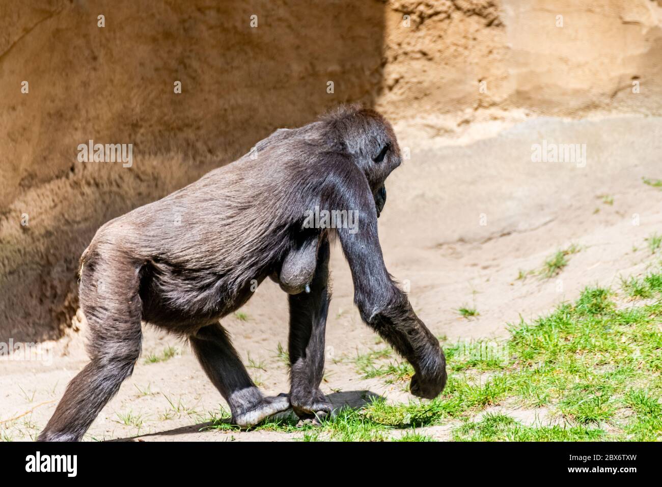 I gorilla della pianura trascorrono la giornata nel prato Foto Stock