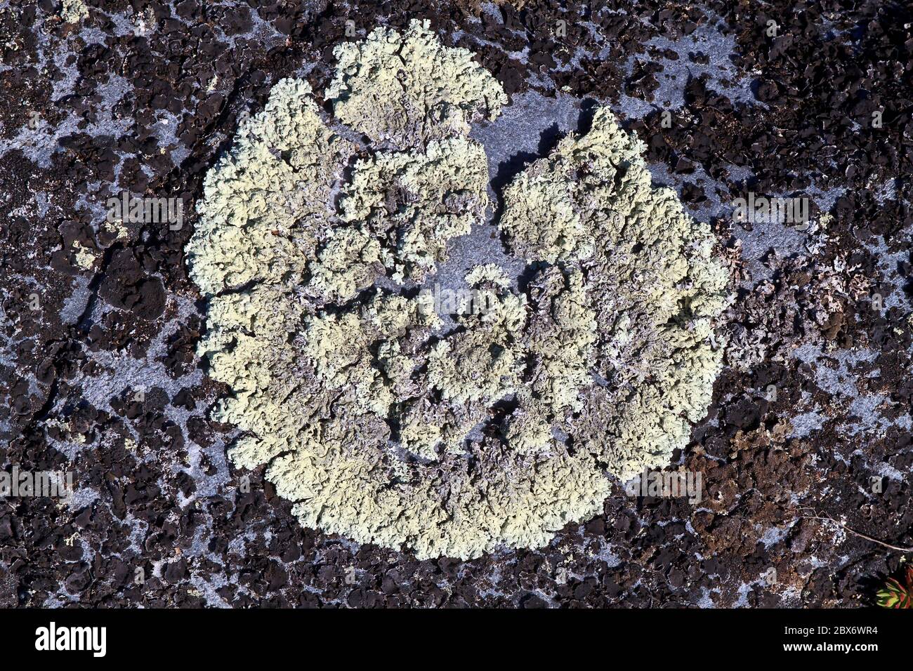 Il lichene di Foliose che si trova su una roccia sulla riva della baia di Hudson vicino a Churchill, Manitoba, Canada. I licheni foliosi sembrano foglie minuscole. Foto Stock