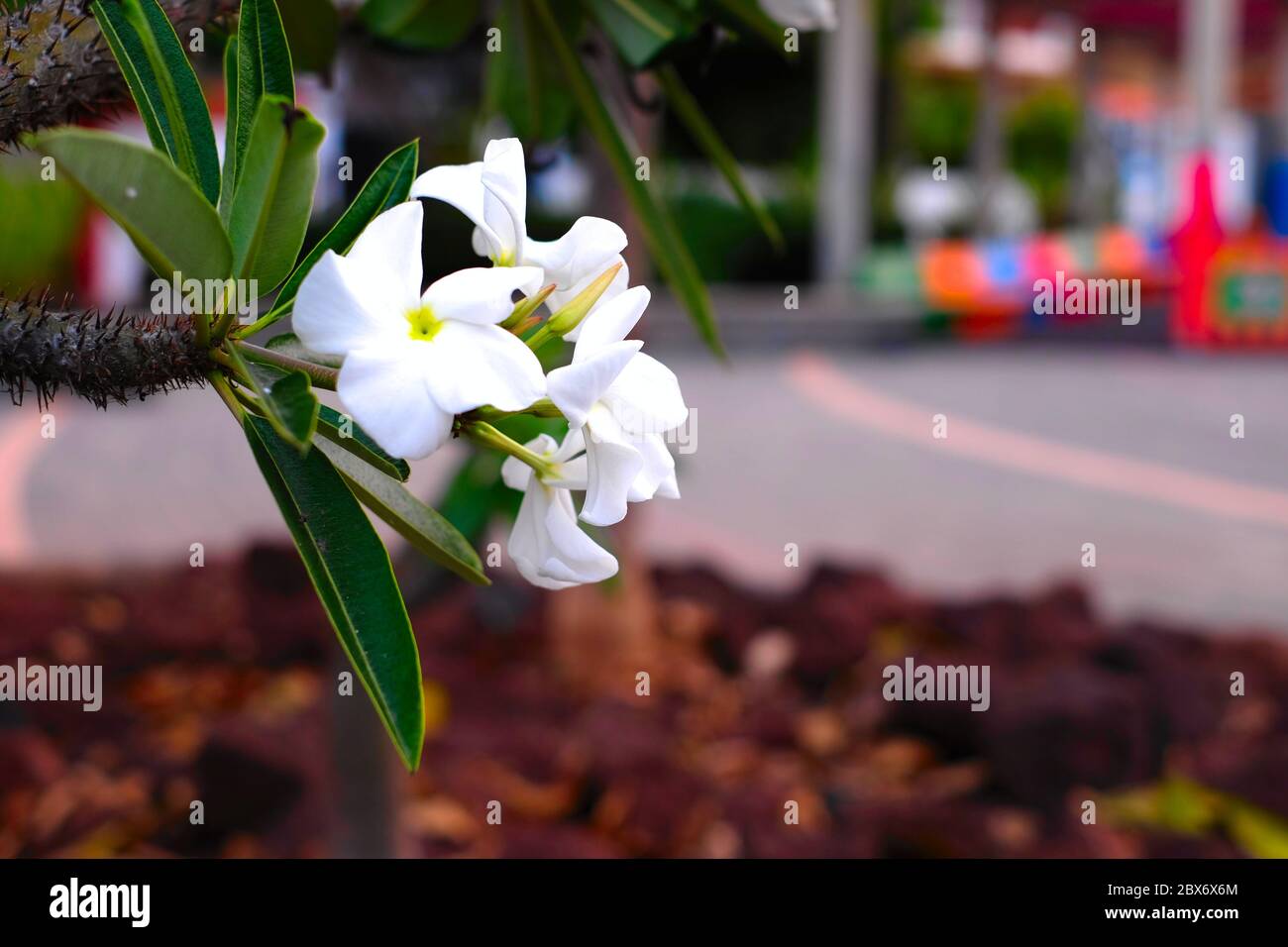 Fiori bianchi soffici in città. Foto Stock