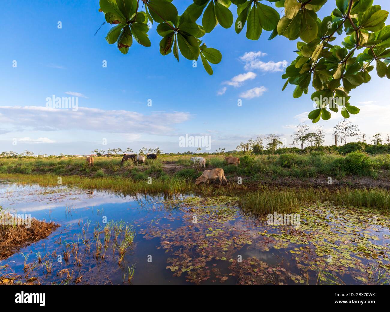 Mucche attraverso il pascolo del lago durante il tramonto a Paramaribo Foto Stock