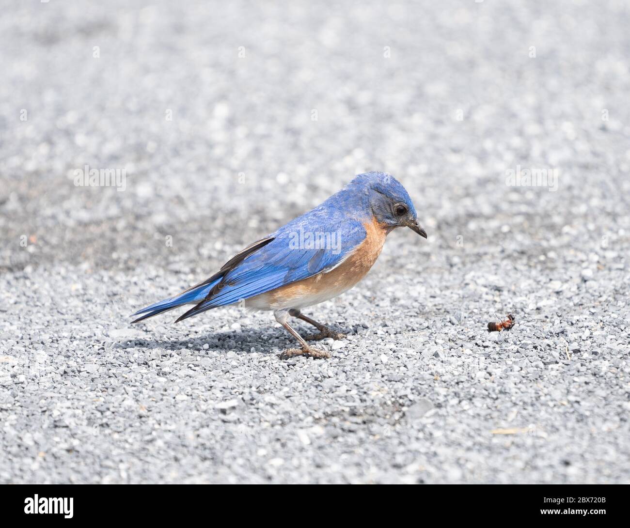 Il bluebird orientale (Sialia sialis) sta per mangiare insetto per cena. Foto Stock