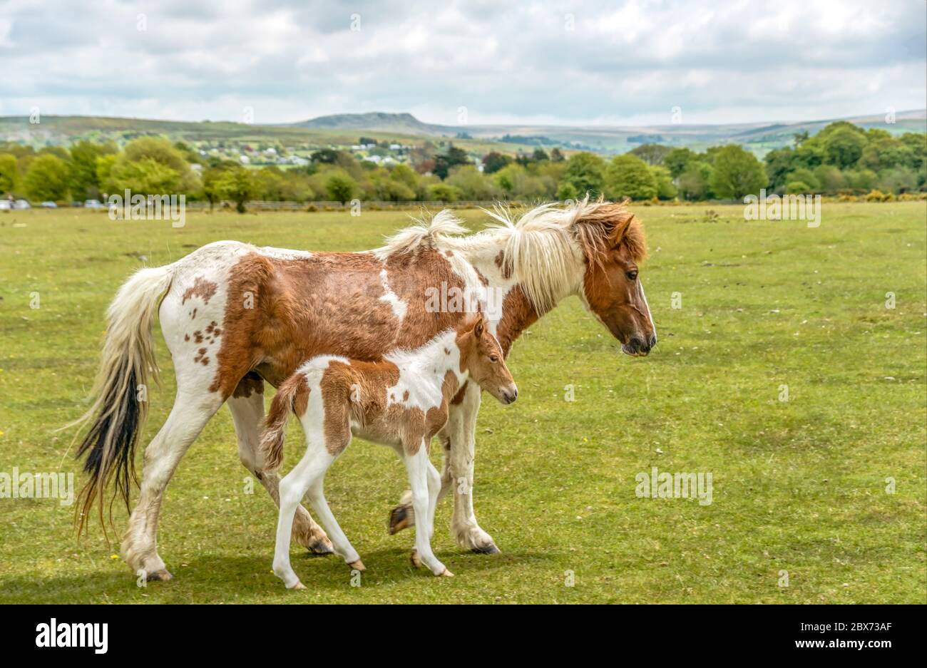 Half Wild Dartmoor pony mare con il suo nemico vicino a Yelverton, Devon, Inghilterra Foto Stock
