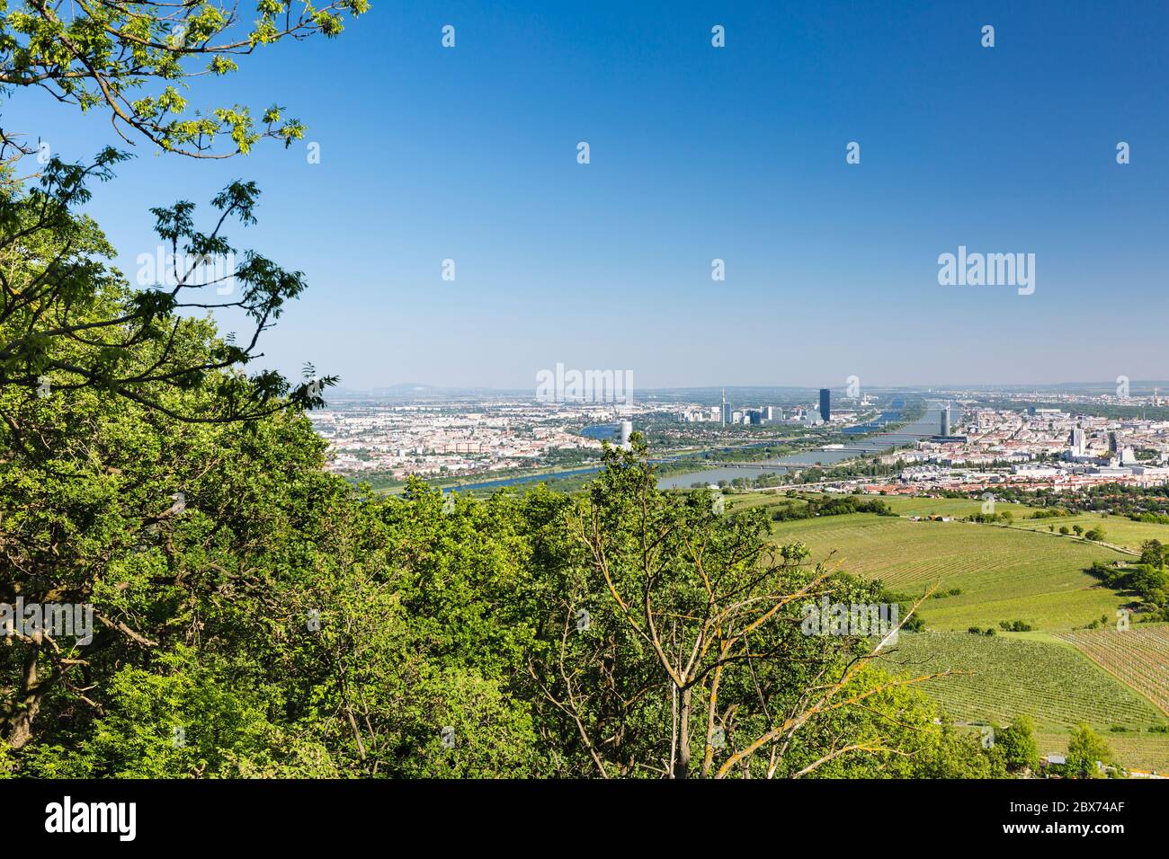 Vista da una collina alla città di Vienna con il Danubio (Donau) in Austria, un albero al confine sinistro. Foto Stock
