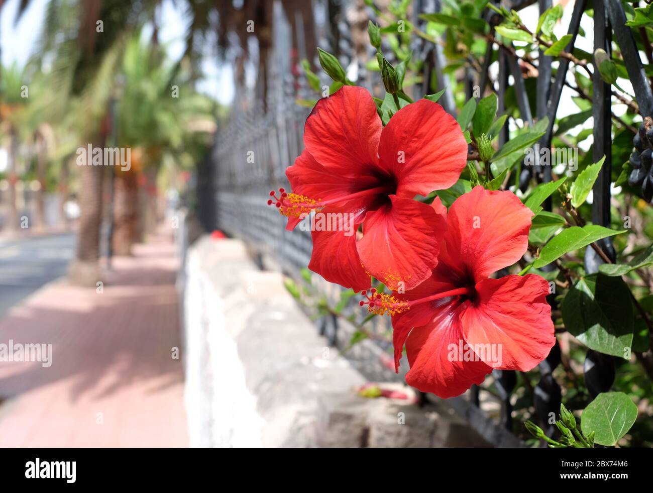 Due fiori rossi di ibisco in città. Foto Stock