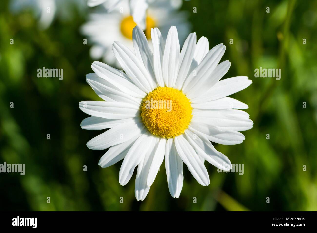 Leucanthemum vulgare, Oxeye daisy fiore closeup, Dorset, Inghilterra, Regno Unito Foto Stock