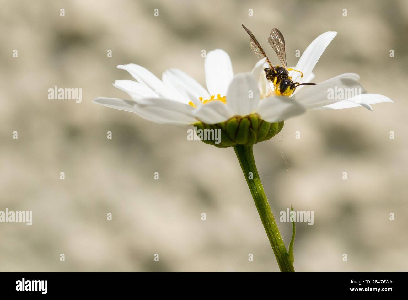 Piccolo wasp su margherita Foto Stock