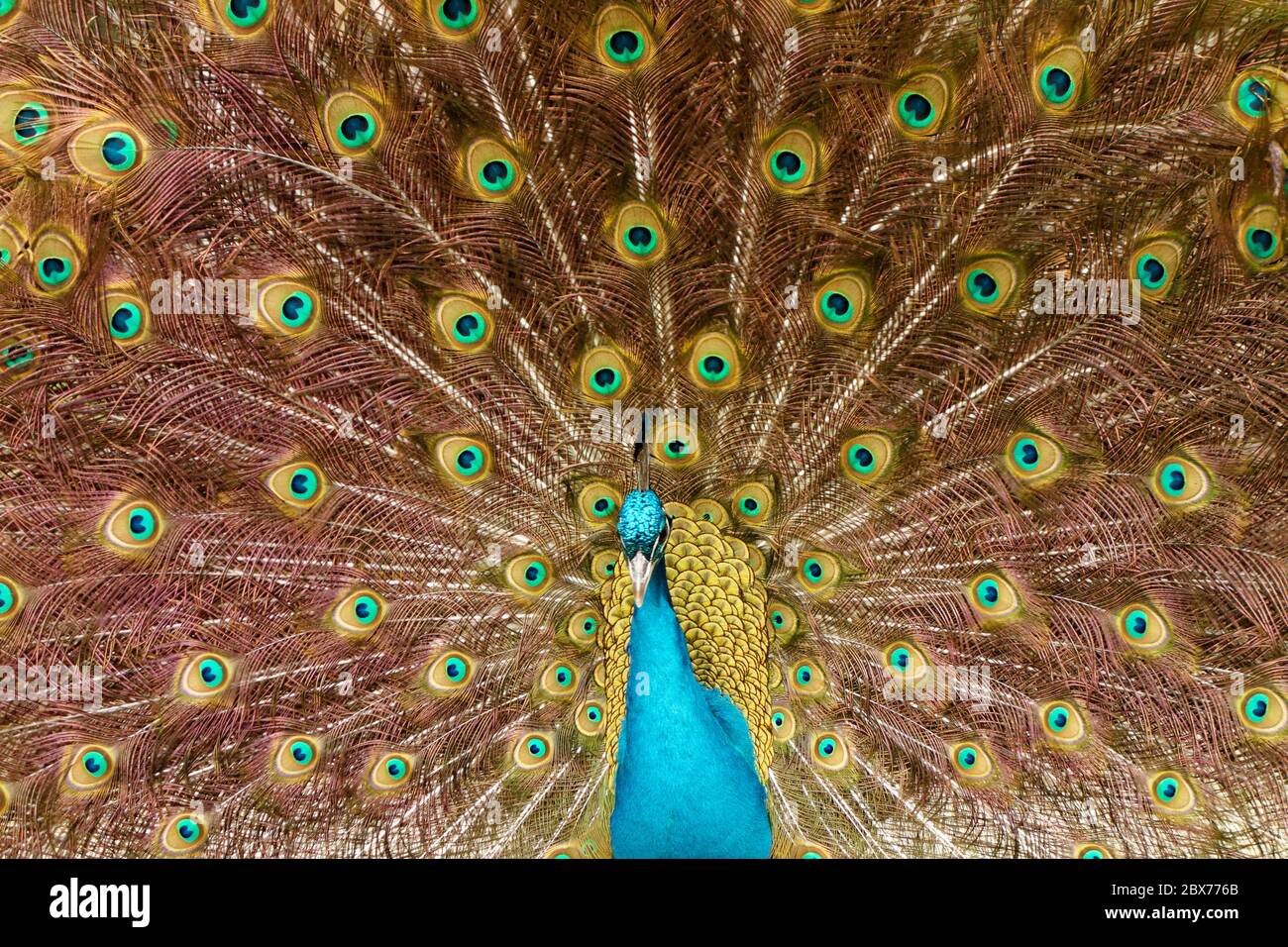 A Peacock mostra il suo pieno piumaggio, Parigi, Francia Foto Stock