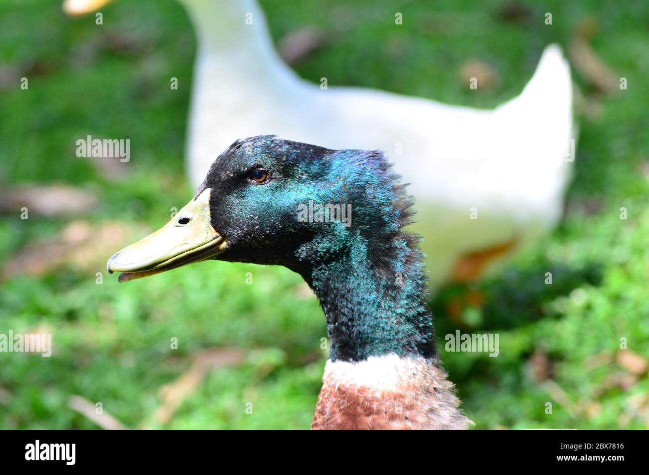 Anatra maschio che difende con spina il suo territorio. Nota le piume sul retro del collo Foto Stock