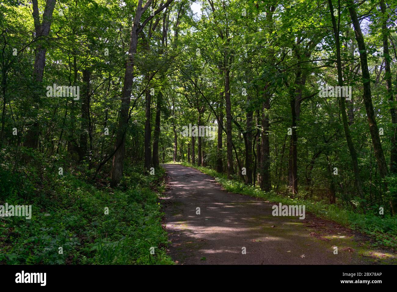 Forest Trail con piante verdi lussureggianti e alberi a Red Gate Woods nella periferia di Chicago Foto Stock