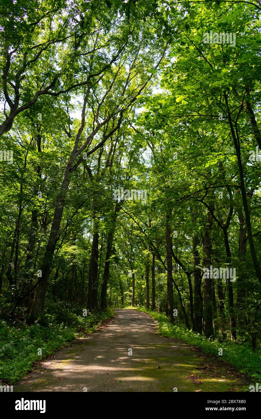 Ombreggiato Forest Trail con piante verdi e alberi rigogliosi a. Red Gate Woods nella periferia di Chicago Foto Stock