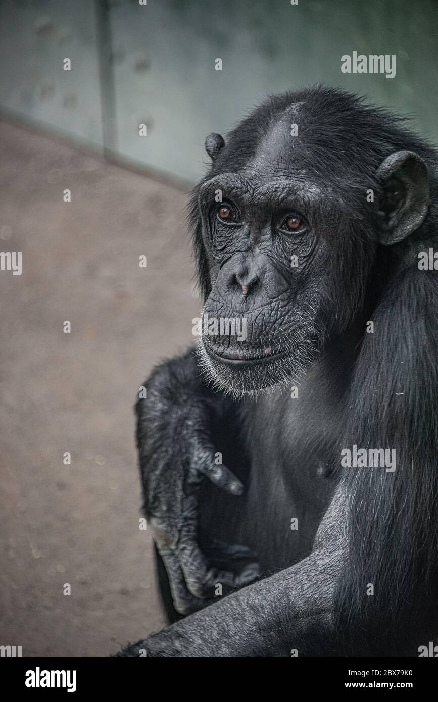 Ritratto di cute curiosa si chiedeva adulto Chimpanzee, closeup, dettagli Foto Stock