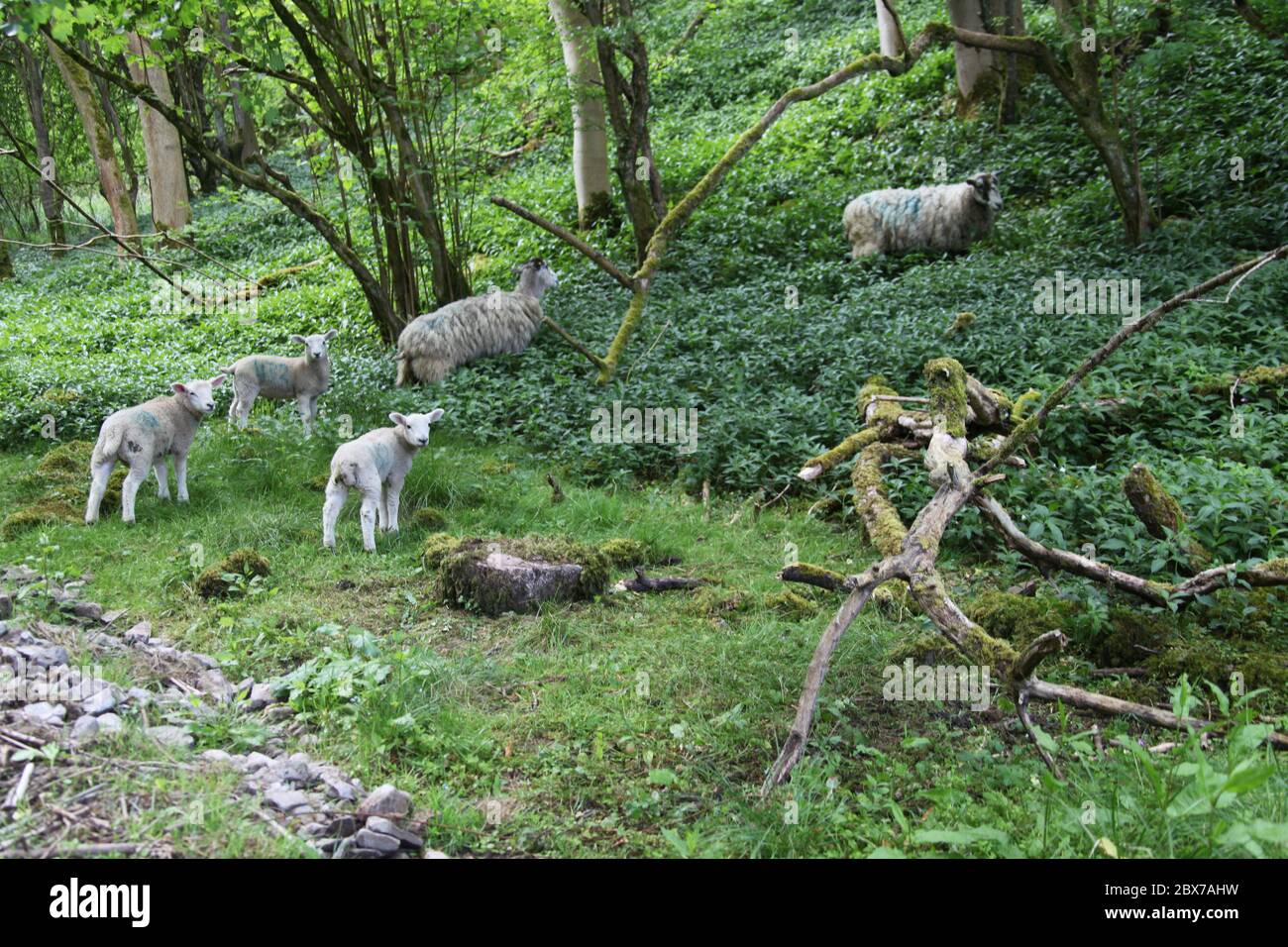 Pecore che vagano in un bosco di Staffordshire Foto Stock