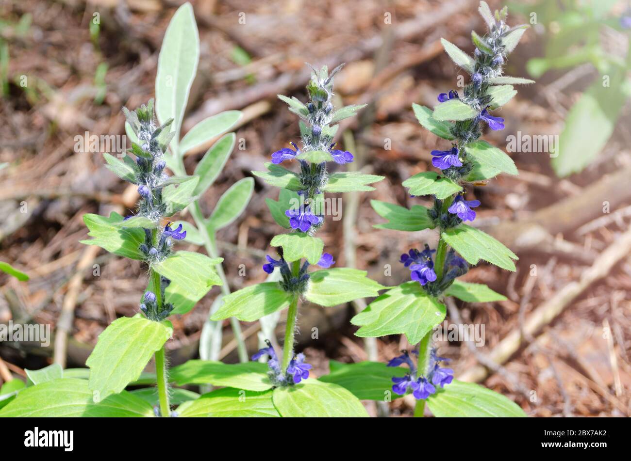 Piccoli fiori blu crescono nella foresta. Messa a fuoco selettiva Foto Stock