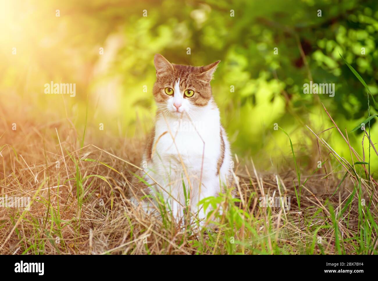 Ritratto di un tabby grigio gatto randagio con occhio verde seduto e guardando in erba, animale sfondo naturale Foto Stock