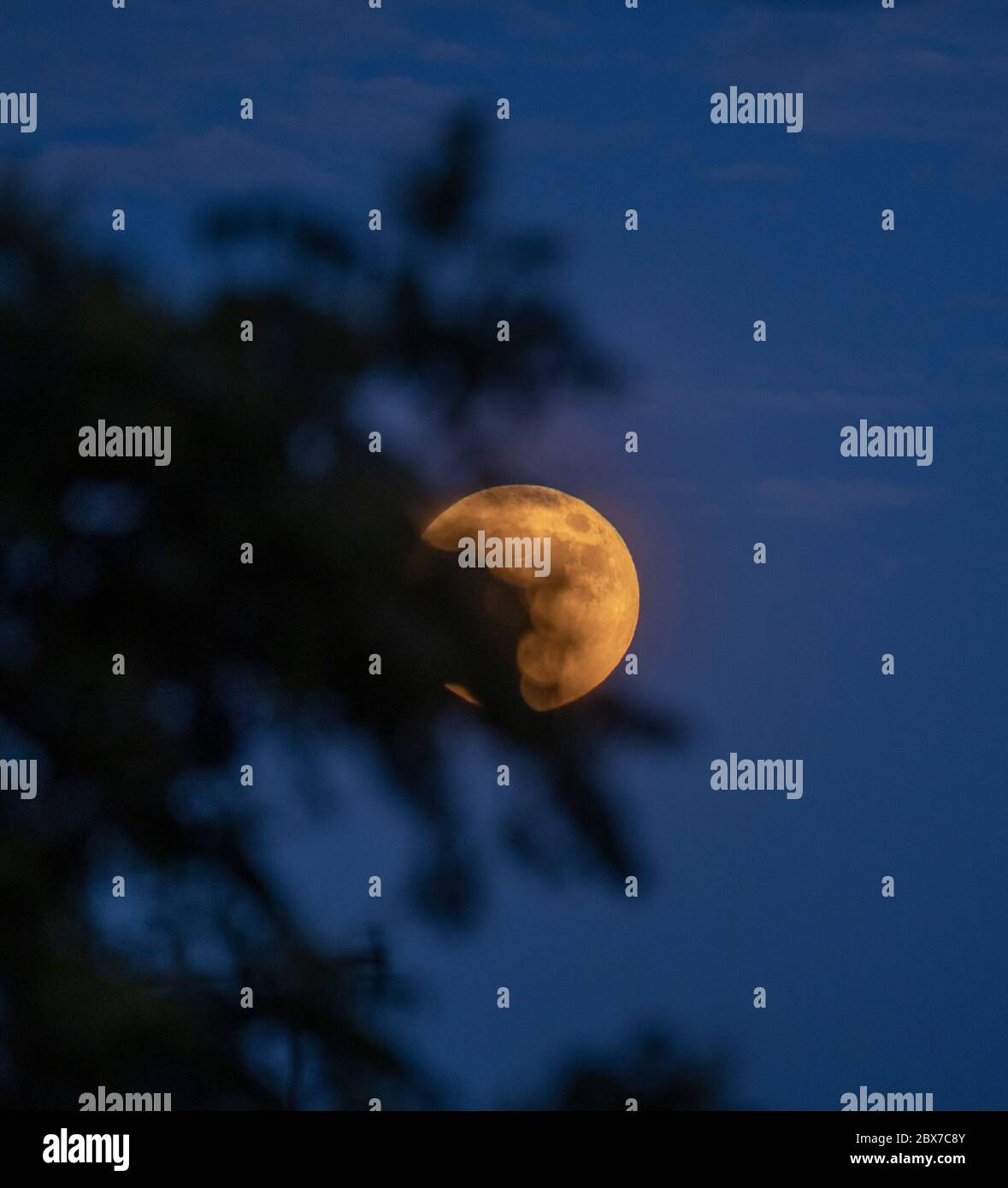 Wimbledon, Londra, Regno Unito. 5 giugno 2020. Full Moon appare da dietro gli alberi nel sud-ovest di Londra. La Luna di fragole coincide con il periodo di raccolta della frutta dell'anno. Credit: Malcolm Park/Alamy Live News. Foto Stock