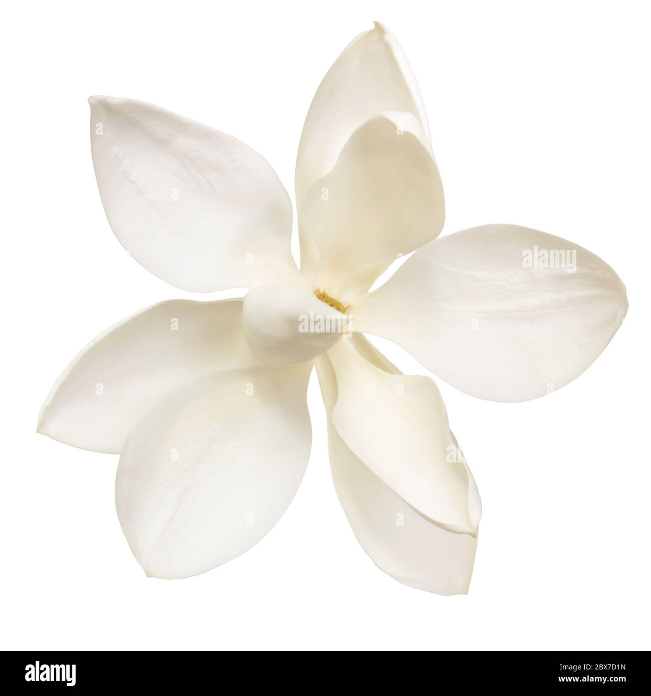 Fiore Magnolia, isolato su sfondo bianco. Foto Stock