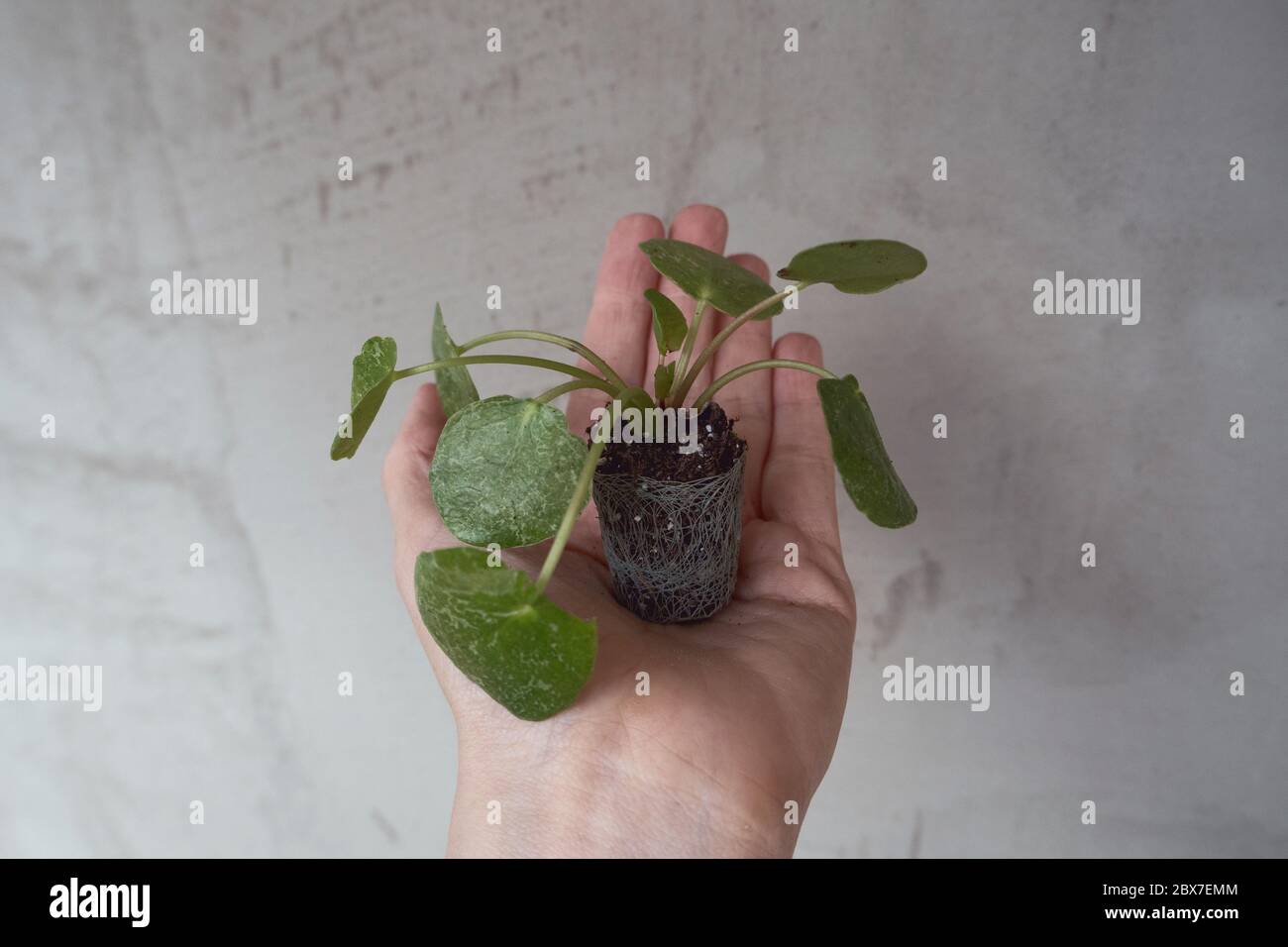 Pianta del bambino in mano Foto Stock