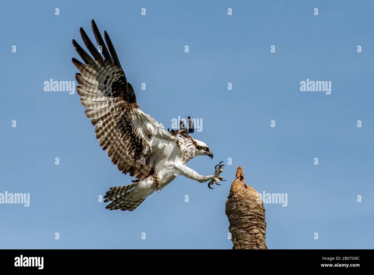 Osprey atterra su un persico Foto Stock