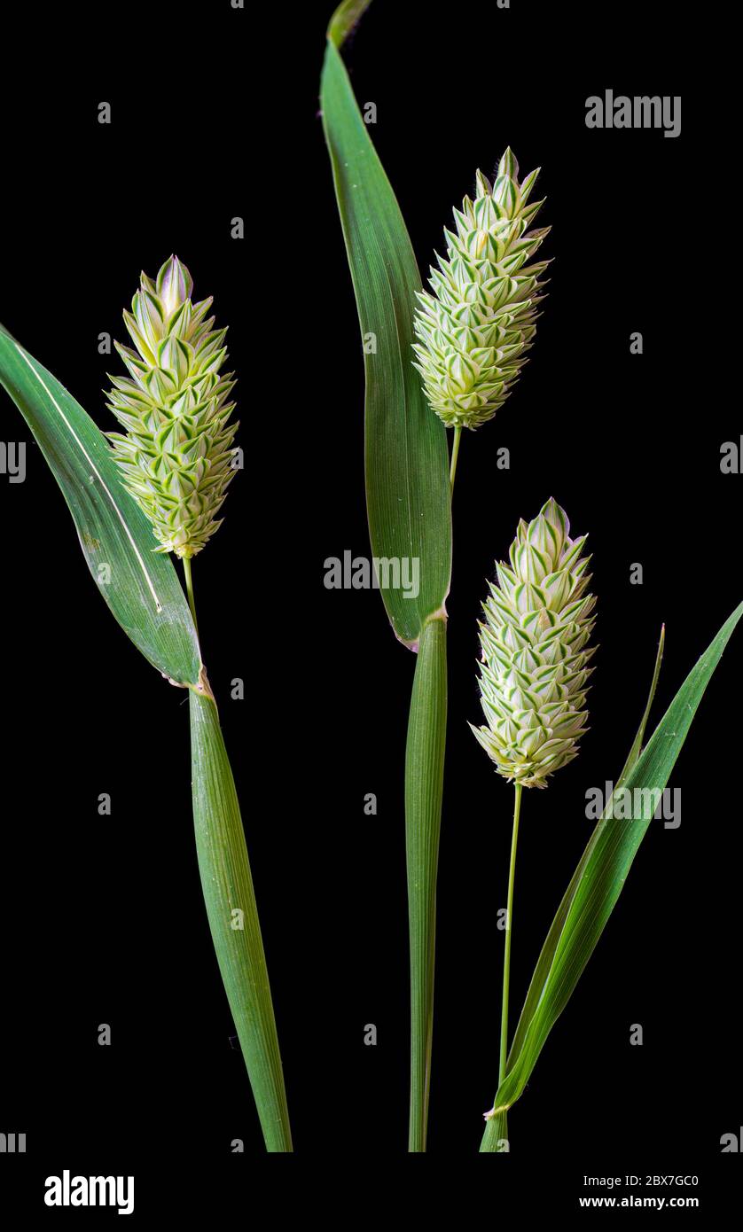 Erba canarino (Phalaris canariensis) inflorescenze (teste di fiore). Un'erba nativa della regione mediterranea, coltivata principalmente per fornire il mercato dei semi di uccelli Foto Stock