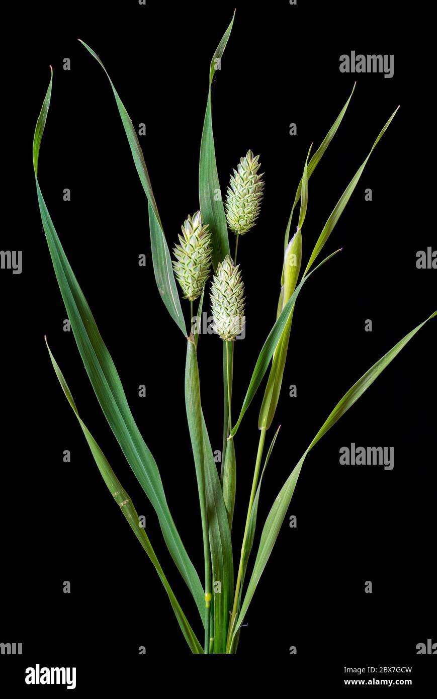 Erba canarino (Phalaris canariensis) inflorescenze (teste di fiore). Un'erba nativa della regione mediterranea, coltivata principalmente per fornire il mercato dei semi di uccelli Foto Stock