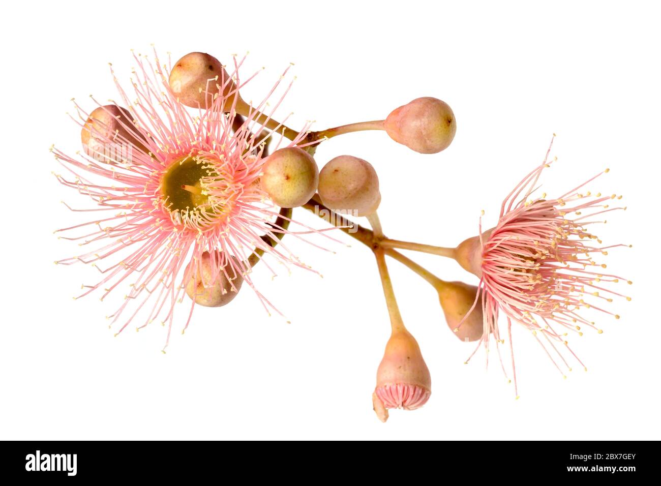 Fiore rosa di eucalipto con boccioli, isolato su sfondo bianco. File di grandi dimensioni. Foto Stock