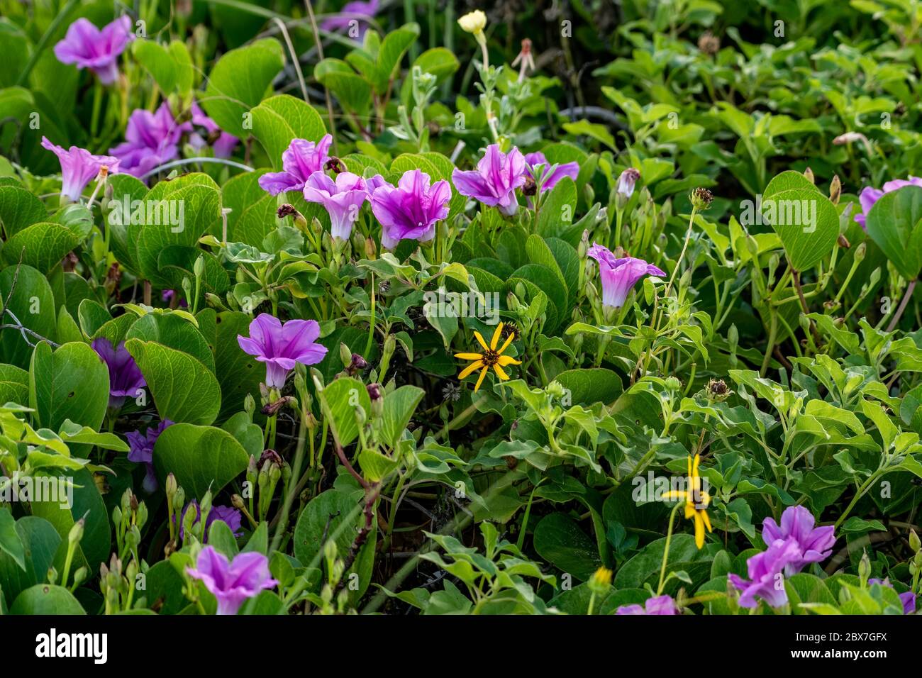 Viola fiori di sabbia su una spiaggia tropicale in Florida - di capra al piede il superriduttore Foto Stock