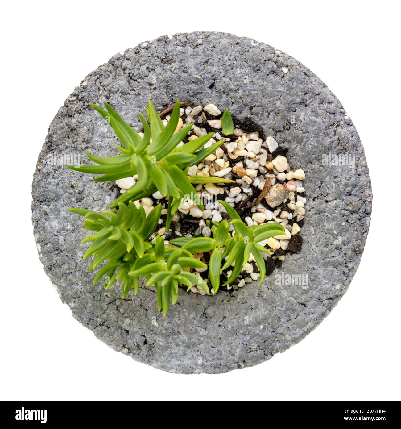 Vista dall'alto della pianta del vaso isolata su bianco. Pentola rotonda in pietra grigia pressata con piccolo succulente. Foto Stock