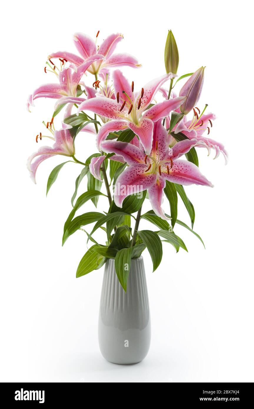 Regalo ornamentale, giglio naturale e fiori genuini con bouquet di gigli rosa in vaso isolato su sfondo bianco con taglio percorso di ritaglio Foto Stock