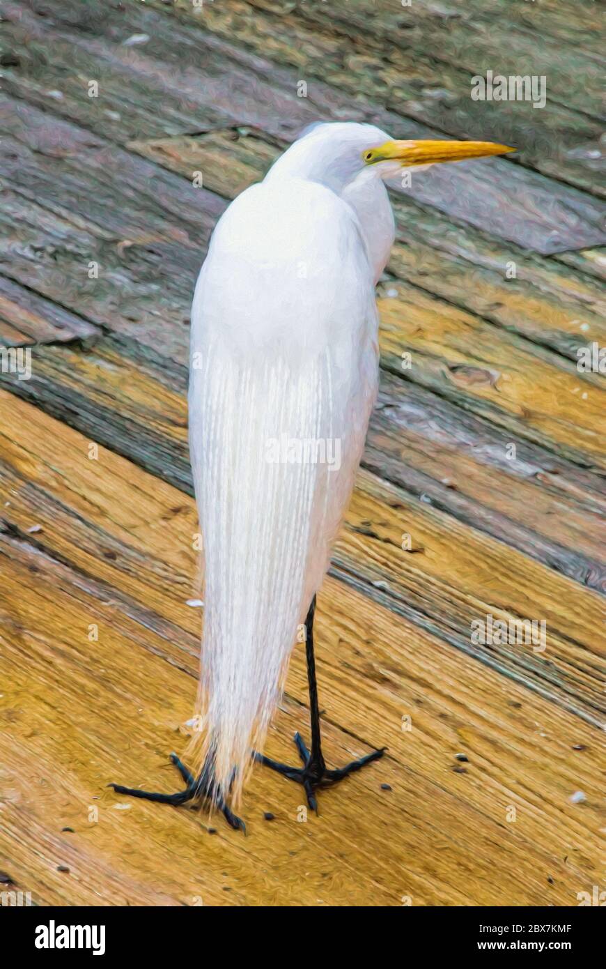 Arte digitale di un grande egret bianco che si trova su un molo di legno in attesa di una mano di pesce Foto Stock