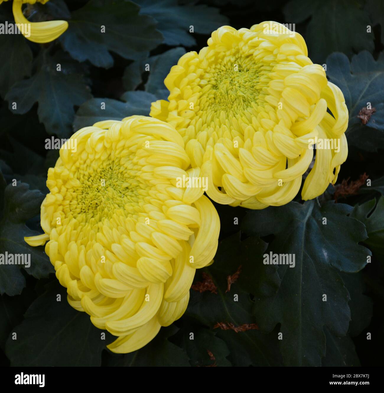 In autunno fiorisce due crisantemi gialli Foto Stock