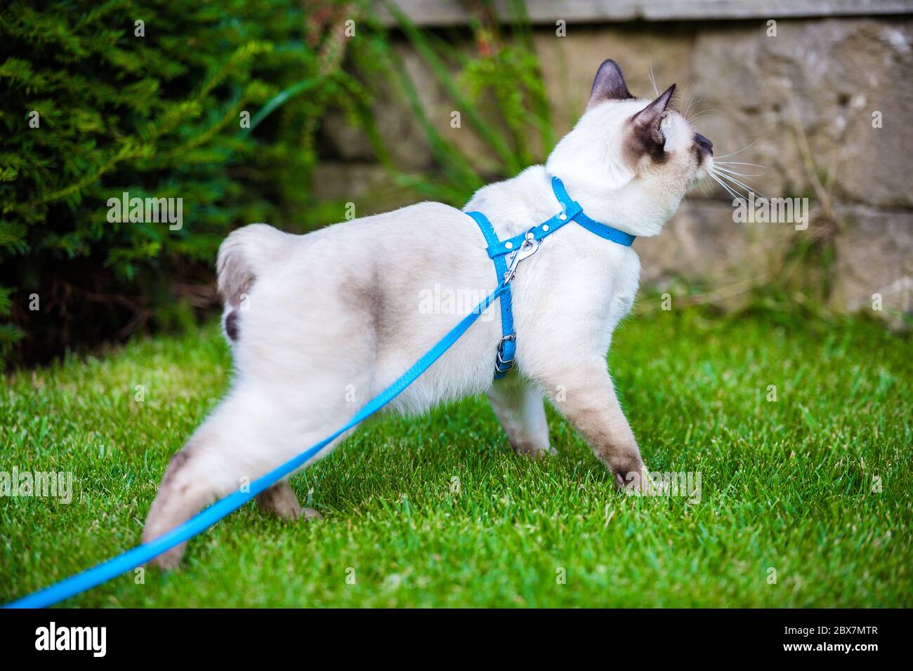 Giovane gatto Siam orientale gruppo Mekong bobtail cammina in erba su guinzaglio blu. Animali domestici, avventure all'aperto nel parco. Allenamento, ritratto, capelli corti Foto Stock