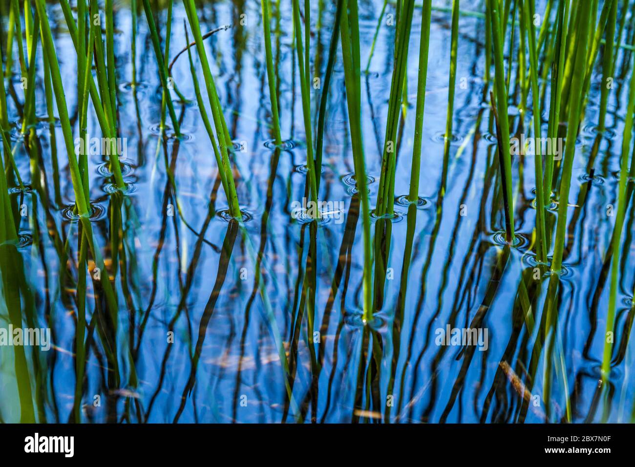 Canne che crescono sul bordo di un lago creando un complesso modello di linee nell'acqua riflettente. Foto Stock