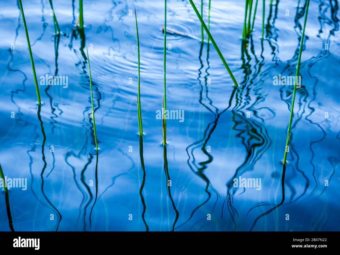 Canne che crescono sul bordo di un lago creando un complesso modello di linee nell'acqua riflettente. Foto Stock