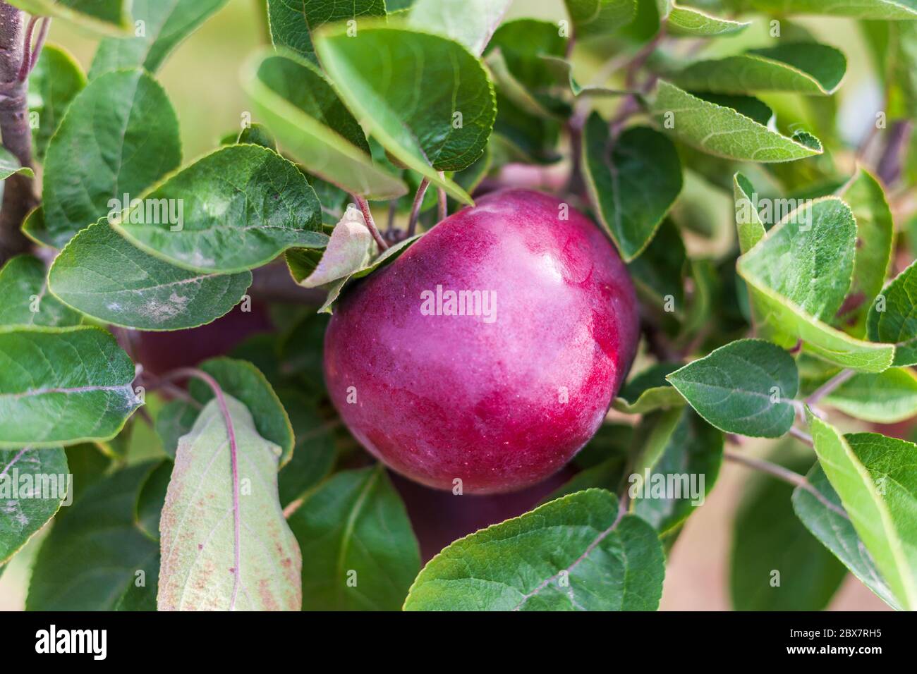 mele mcintosh sul ramo albero in autunno fattoria closeup. Foto Stock