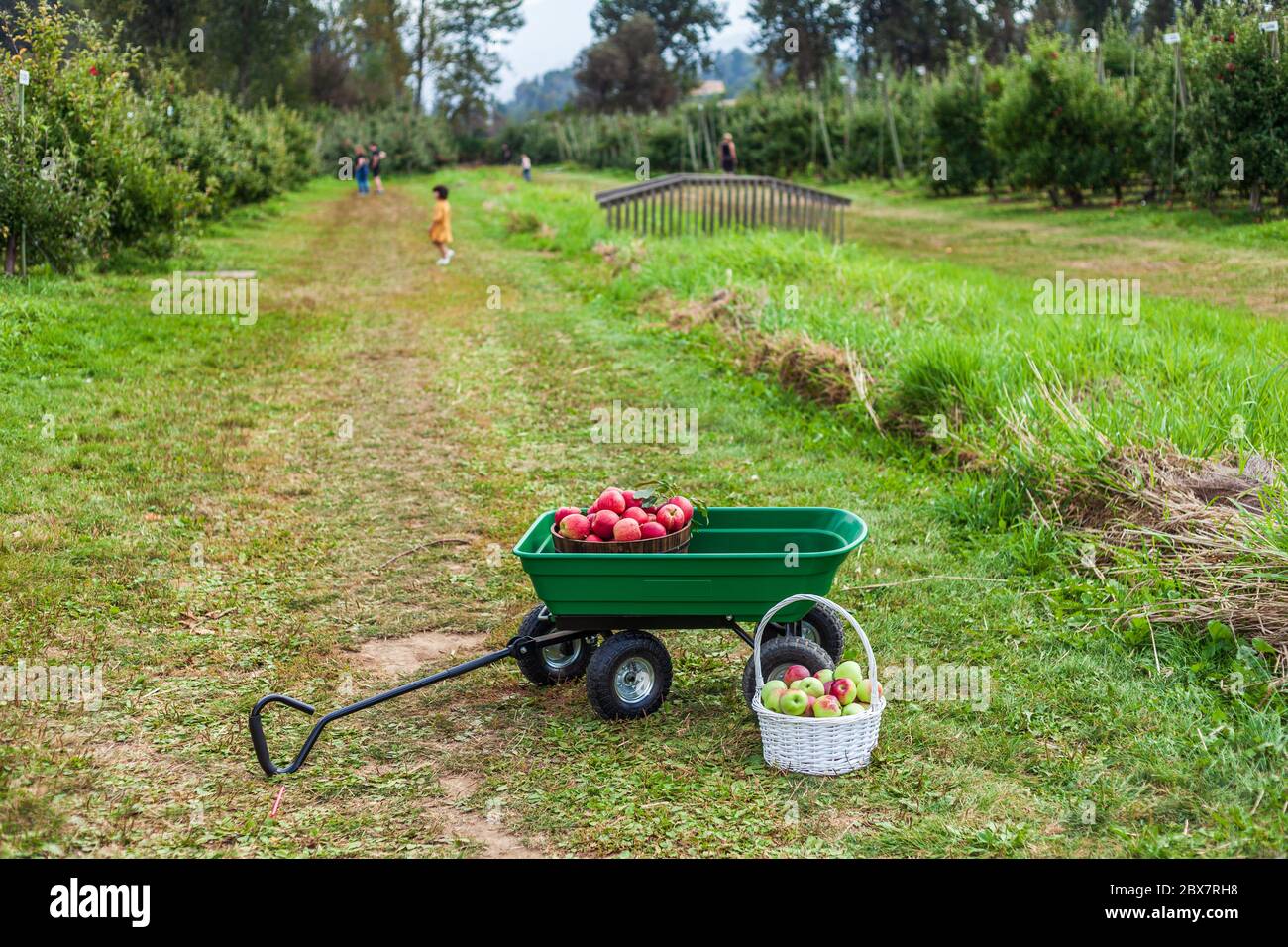 un sacco di mele in cesto nella fattoria di campagna cart giardino. Foto Stock