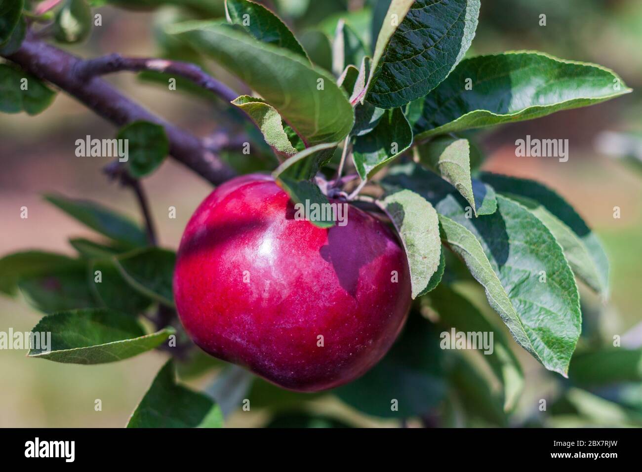 mele mcintosh sul ramo albero in autunno fattoria closeup. Foto Stock