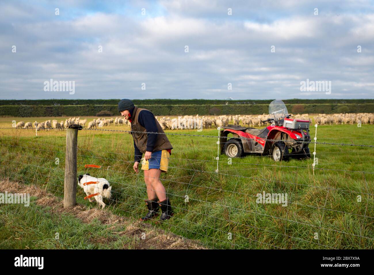 Darfield, Canterbury, Nuova Zelanda, 28 2020 maggio: Un contadino e il suo cane di pecora rompere recinzione per le pecore utilizzando una moto quad per girare la fattoria su Foto Stock