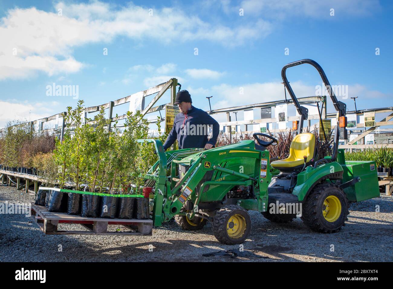 Orari, Canterbury, Nuova Zelanda, maggio 28 2020: Lavoratori in un vivaio nativo di piante rifornisce scaffali e sposta piante usando un piccolo veicolo di utilità Foto Stock