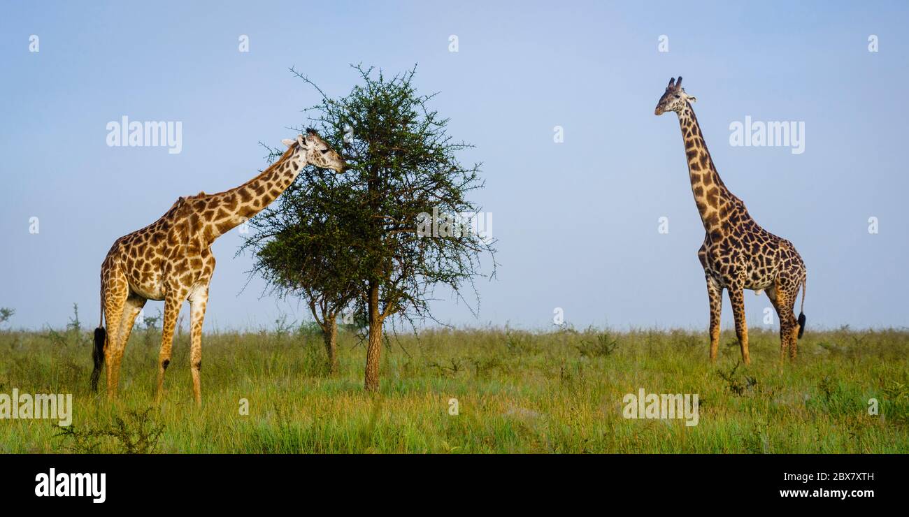 Panorama delle giraffe nel Parco Nazionale Serengeti in Tanzania Foto Stock