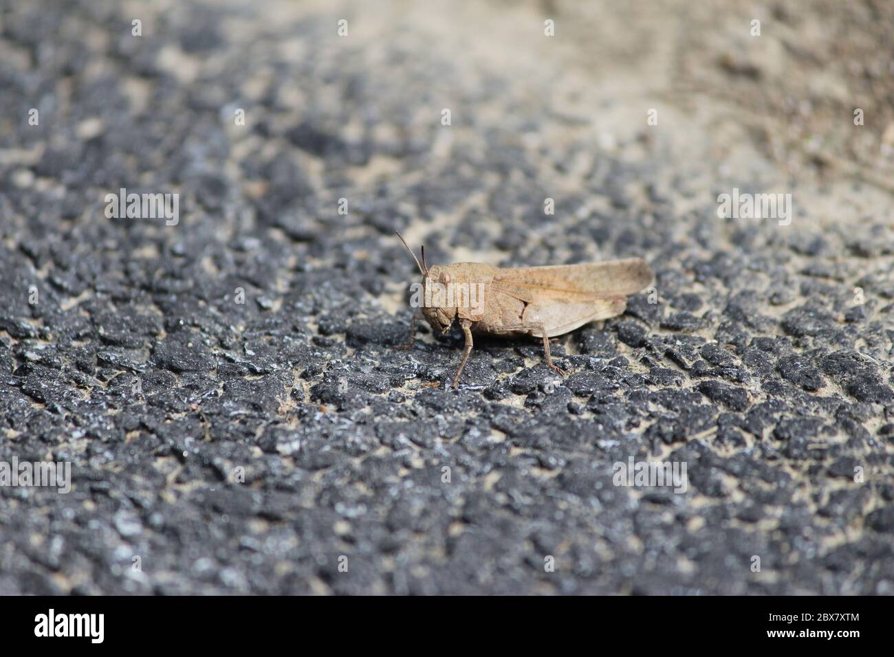 Grasshopper su asfalto Foto Stock