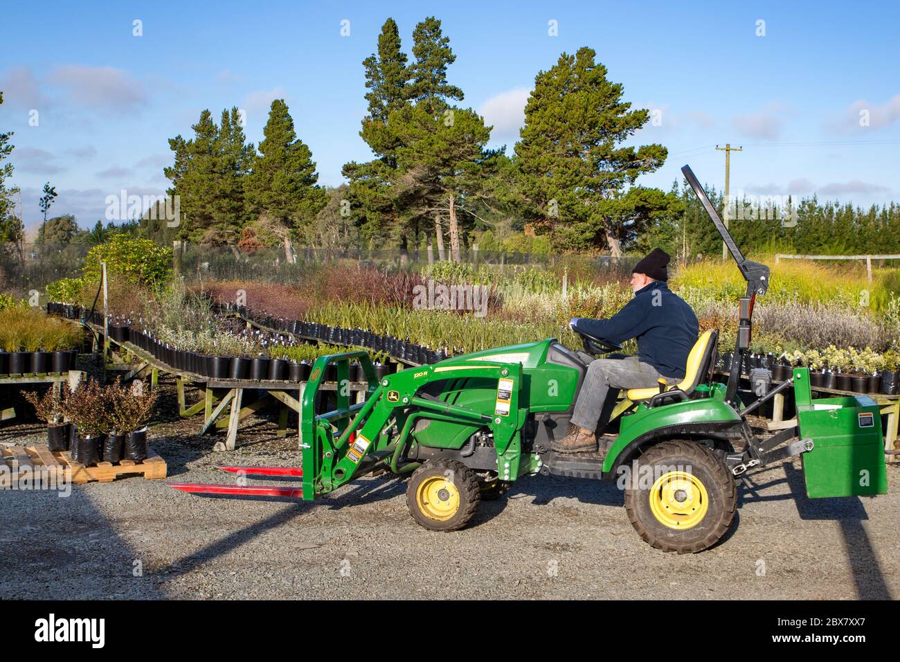 Orari, Canterbury, Nuova Zelanda, maggio 28 2020: Lavoratori in un vivaio nativo di piante rifornisce scaffali e sposta piante usando un piccolo veicolo di utilità Foto Stock