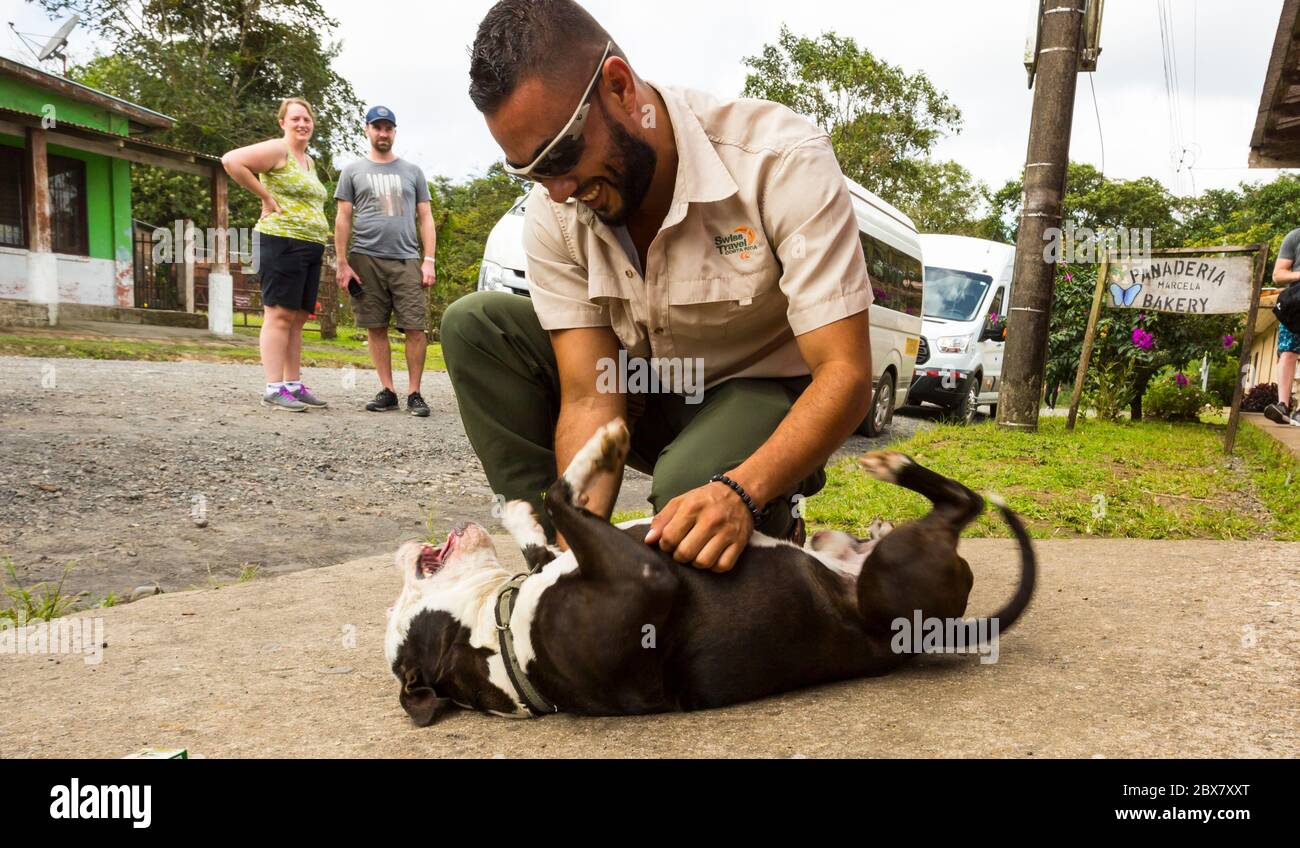 Uomo che gioca con pit bull terrier, Dos Rios, Costa Rica Foto Stock