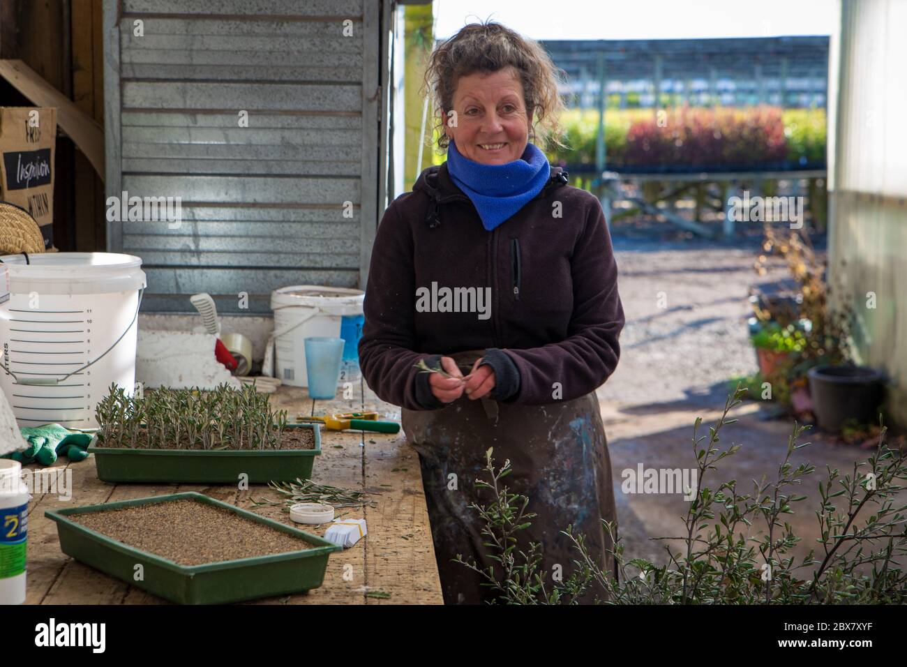 Orari, Canterbury, Nuova Zelanda, maggio 27 2020: Un operaio di vivaio femminile prende i tagli delle piante native e le piante in vassoi per propagarsi Foto Stock