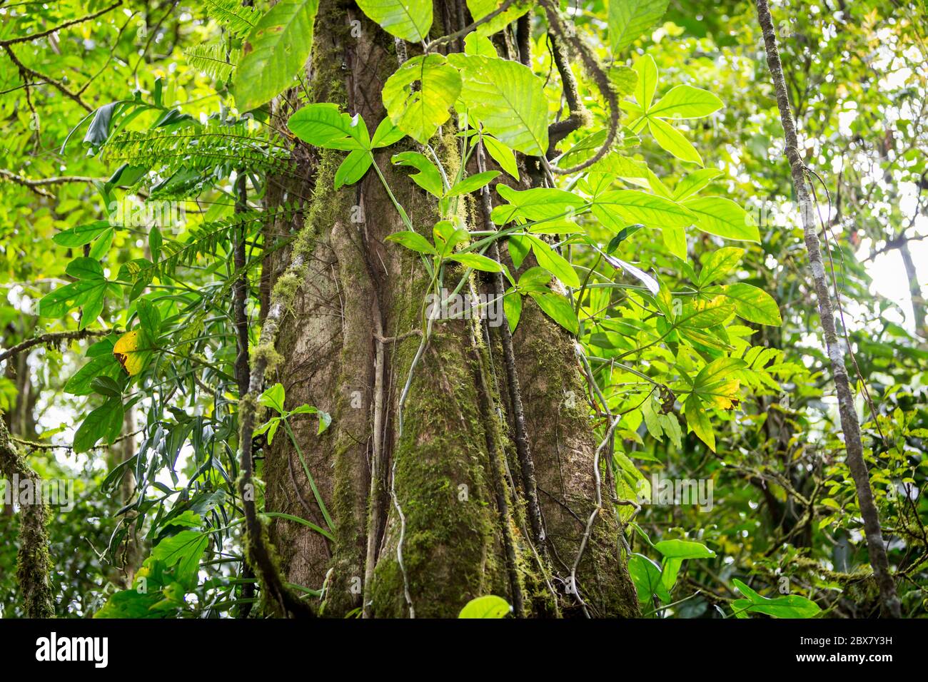 Foresta pluviale con viti che competono per luce, acqua e azoto, Sensoria, riserva tropicale della foresta pluviale, Rincon de la Vieja, Provincia de Alajuela, Foto Stock
