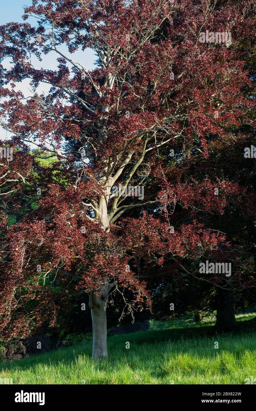 Fagus sylvatica f Purpurea. Rame Faggio albero in primavera. REGNO UNITO Foto Stock